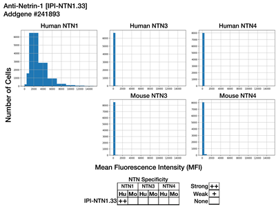 Immunocytochemistry image by Institute for Protein Innovation (IPI)