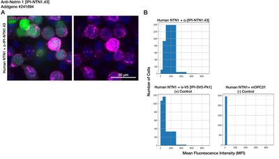 Immunocytochemistry image by Institute for Protein Innovation (IPI)