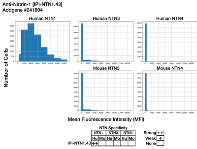 Immunocytochemistry image by Institute for Protein Innovation (IPI)