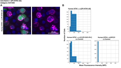 Immunocytochemistry image by Institute for Protein Innovation (IPI)