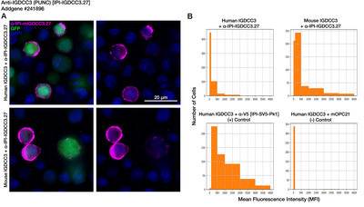 Immunocytochemistry image by Institute for Protein Innovation (IPI)