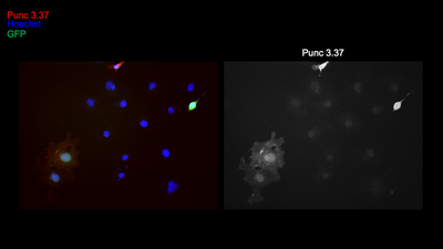Immunocytochemistry image by Alexander Jaworski, Brown University