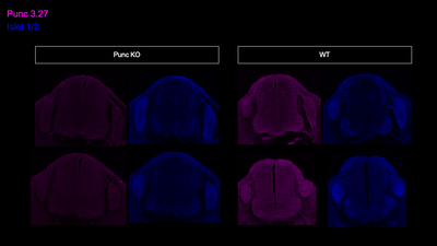 Immunohistochemistry image by Alexander Jaworski, Brown University