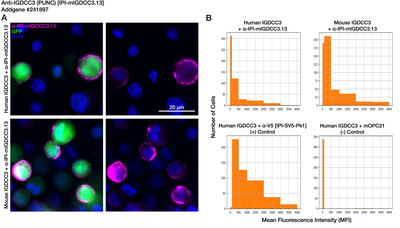 Immunocytochemistry image by Institute for Protein Innovation (IPI)