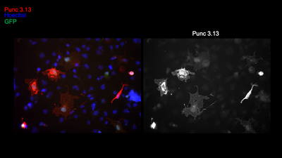 Immunocytochemistry image by Alexander Jaworski, Brown University
