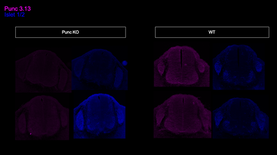 Immunohistochemistry image by Alexander Jaworski, Brown University