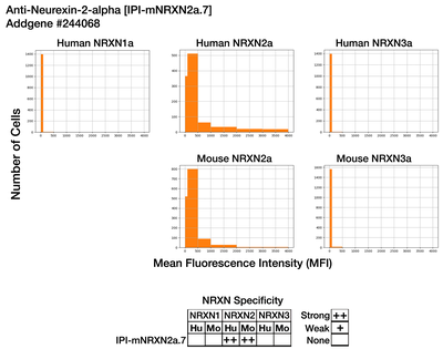 Immunocytochemistry image by Institute for Protein Innovation (IPI)