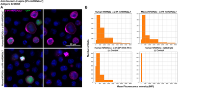 Immunocytochemistry image by Institute for Protein Innovation (IPI)