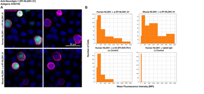 Immunocytochemistry image by Institute for Protein Innovation (IPI)