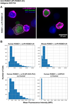 Immunocytochemistry image by Institute for Protein Innovation (IPI)