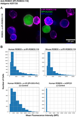 Immunocytochemistry image by Institute for Protein Innovation (IPI)