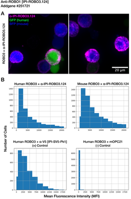 Immunocytochemistry image by Institute for Protein Innovation (IPI)