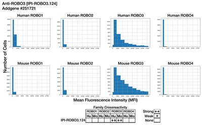 Immunocytochemistry image by Institute for Protein Innovation (IPI)