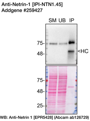 Immunoprecipitation image by Carl Laflamme, YCharOS