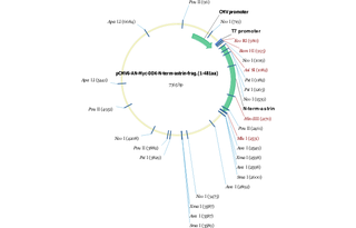 Author Map