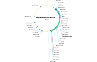 Author Map