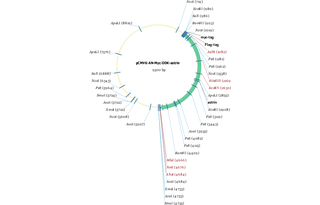 Author Map
