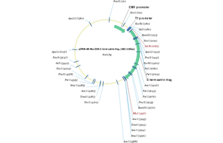 Author Map