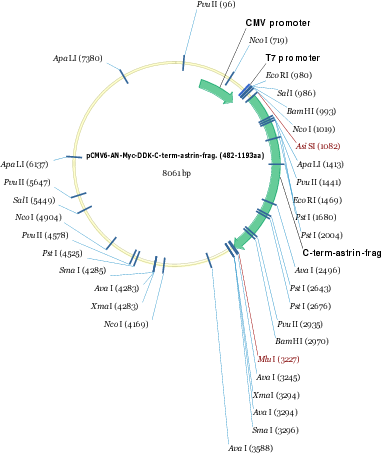 Author Map