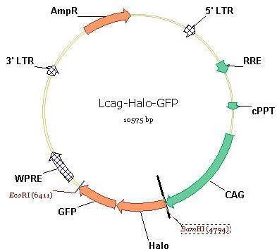 Author Map