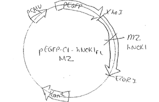 Author Map