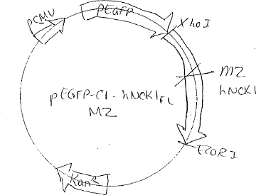 Author Map