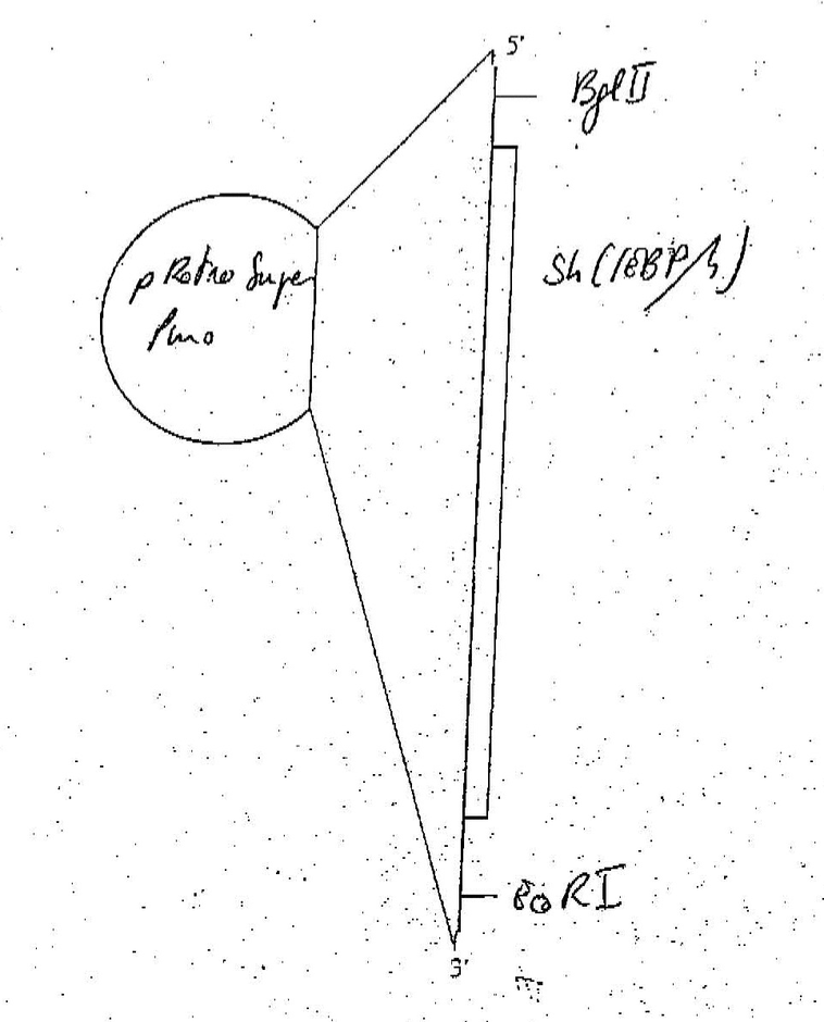 Author Map