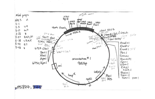 Author Map
