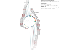 Author Map
