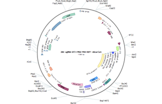 Author Map