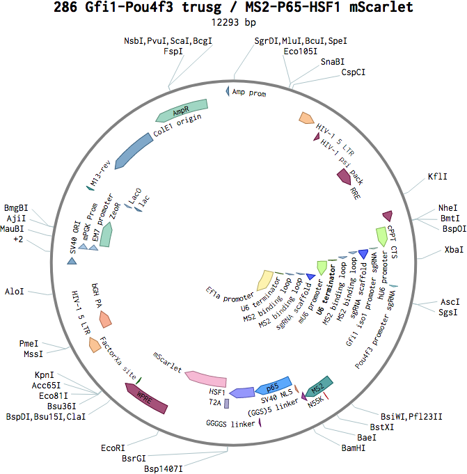 Author Map