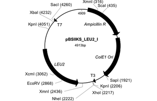 Author Map