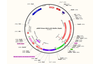 Author Map