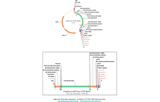 Author Map