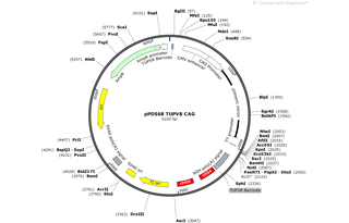 Author Map