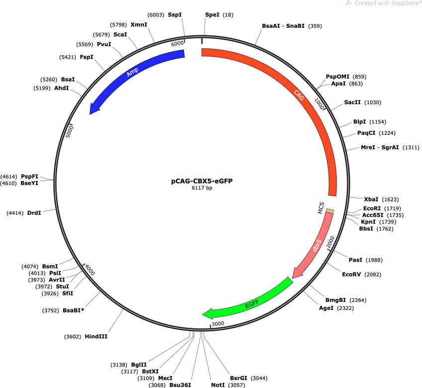 Author Map