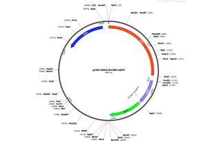 Author Map