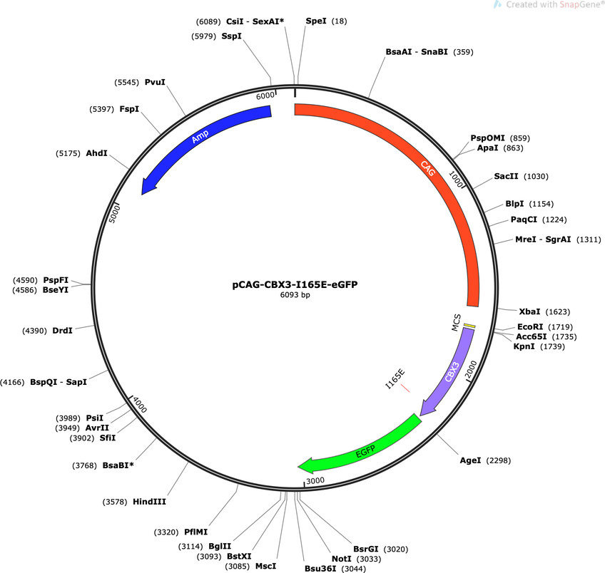 Author Map