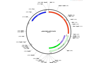Author Map
