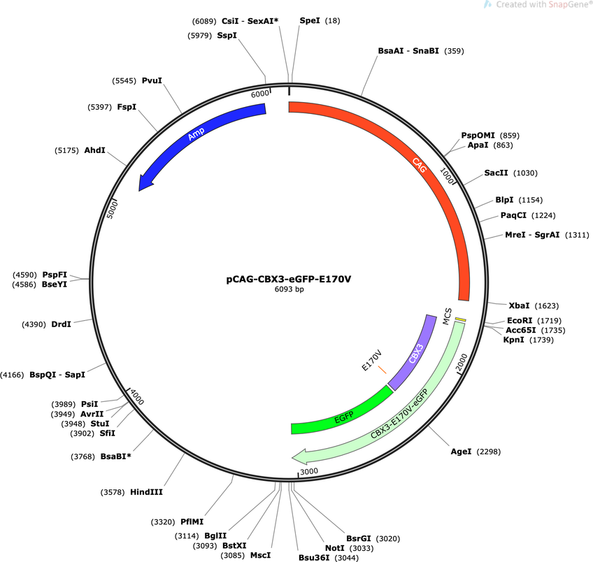 Author Map