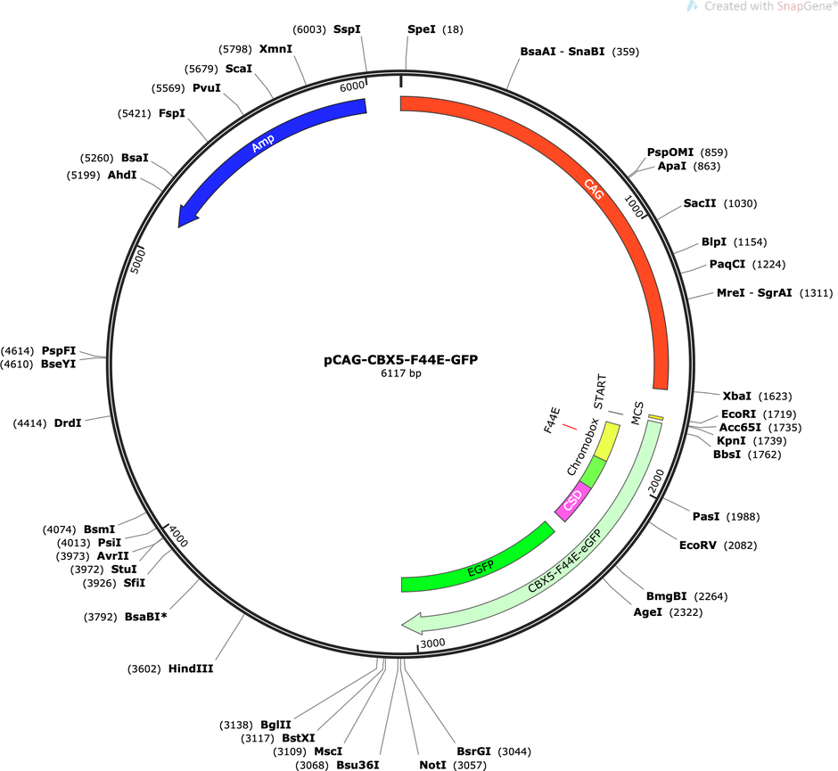 Author Map