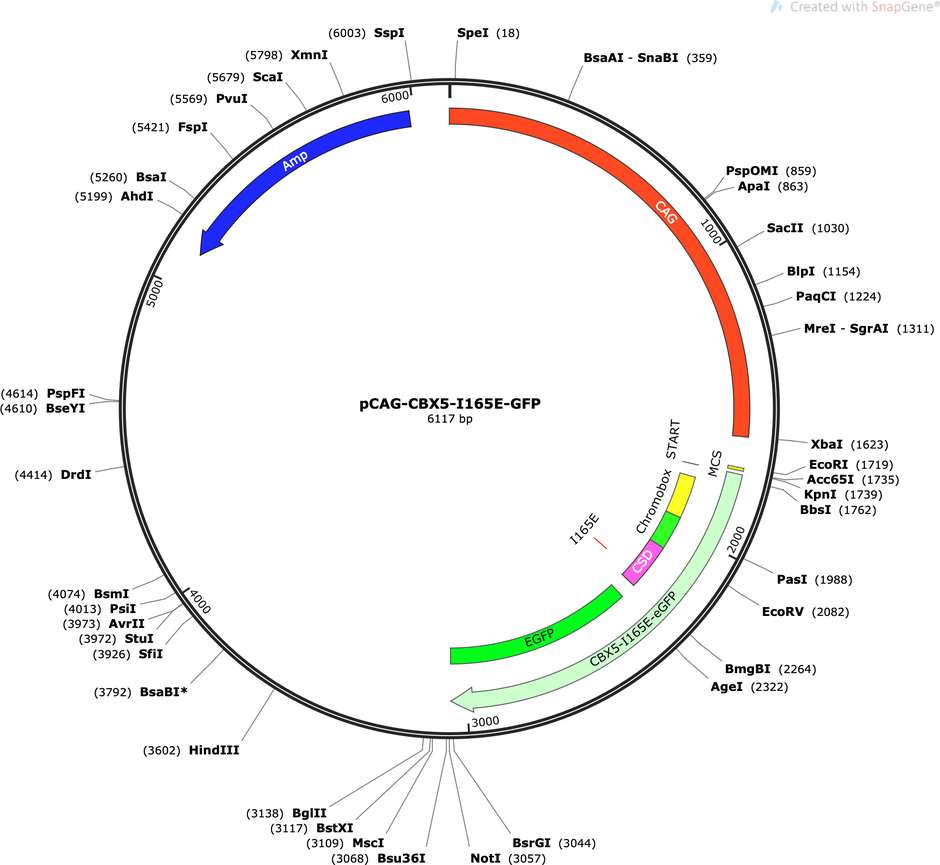 Author Map