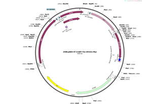 Author Map