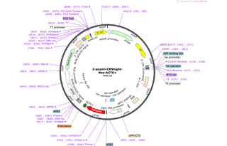 Author Map