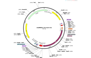 Author Map