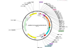 Author Map