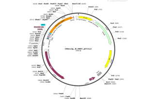 Author Map