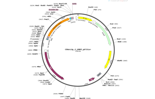 Author Map