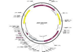Author Map