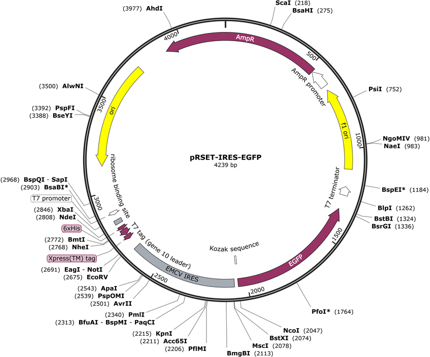 Author Map